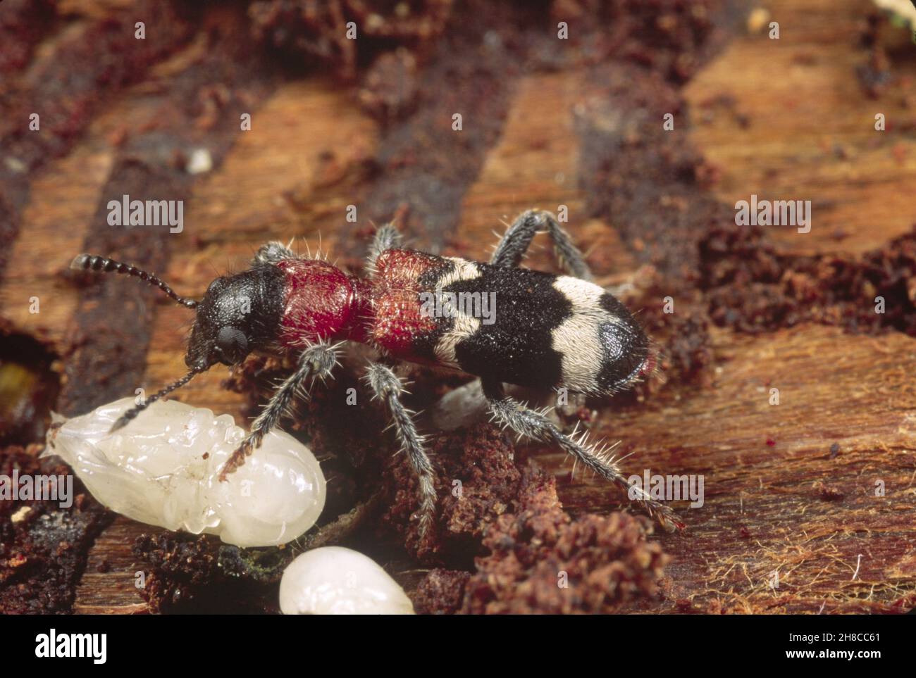 Ant beetle, European Red-bellied Clerid (Thanasimus formicarius), with larva of bark beetle, Germany Stock Photo