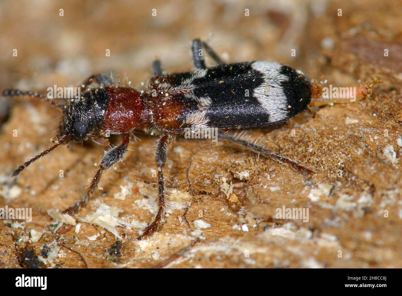 Ant beetle, European Red-bellied Clerid (Thanasimus formicarius), sitting on wood, Germany Stock Photo