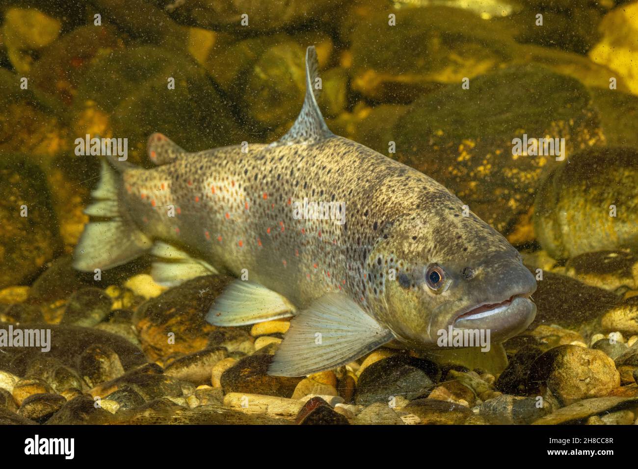 brown trout, river trout, brook trout (Salmo trutta fario), male, front