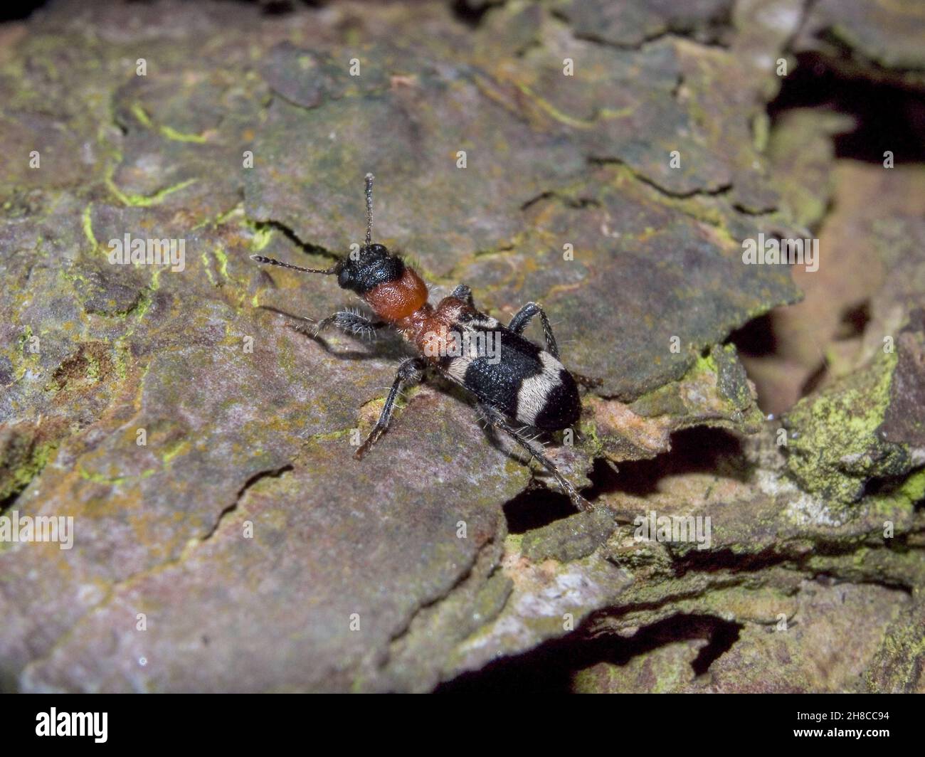 Ant beetle, European Red-bellied Clerid (Thanasimus formicarius), sitting on a rock, Germany Stock Photo