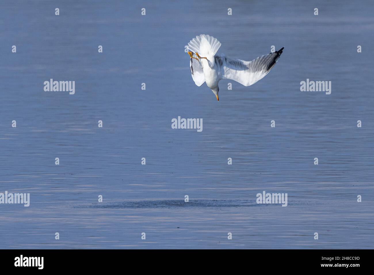 Yellow-legged Gull (Larus michahellis, Larus cachinnans michahellis), nosedive hunting for prey on the surface of the water, view from below, Stock Photo