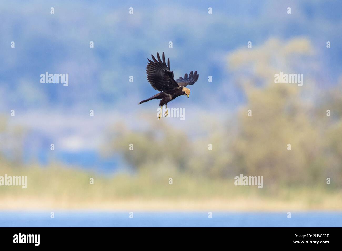 hen harrier (Circus cyaneus), female hovering over water, looking for prey , Germany, Bavaria Stock Photo