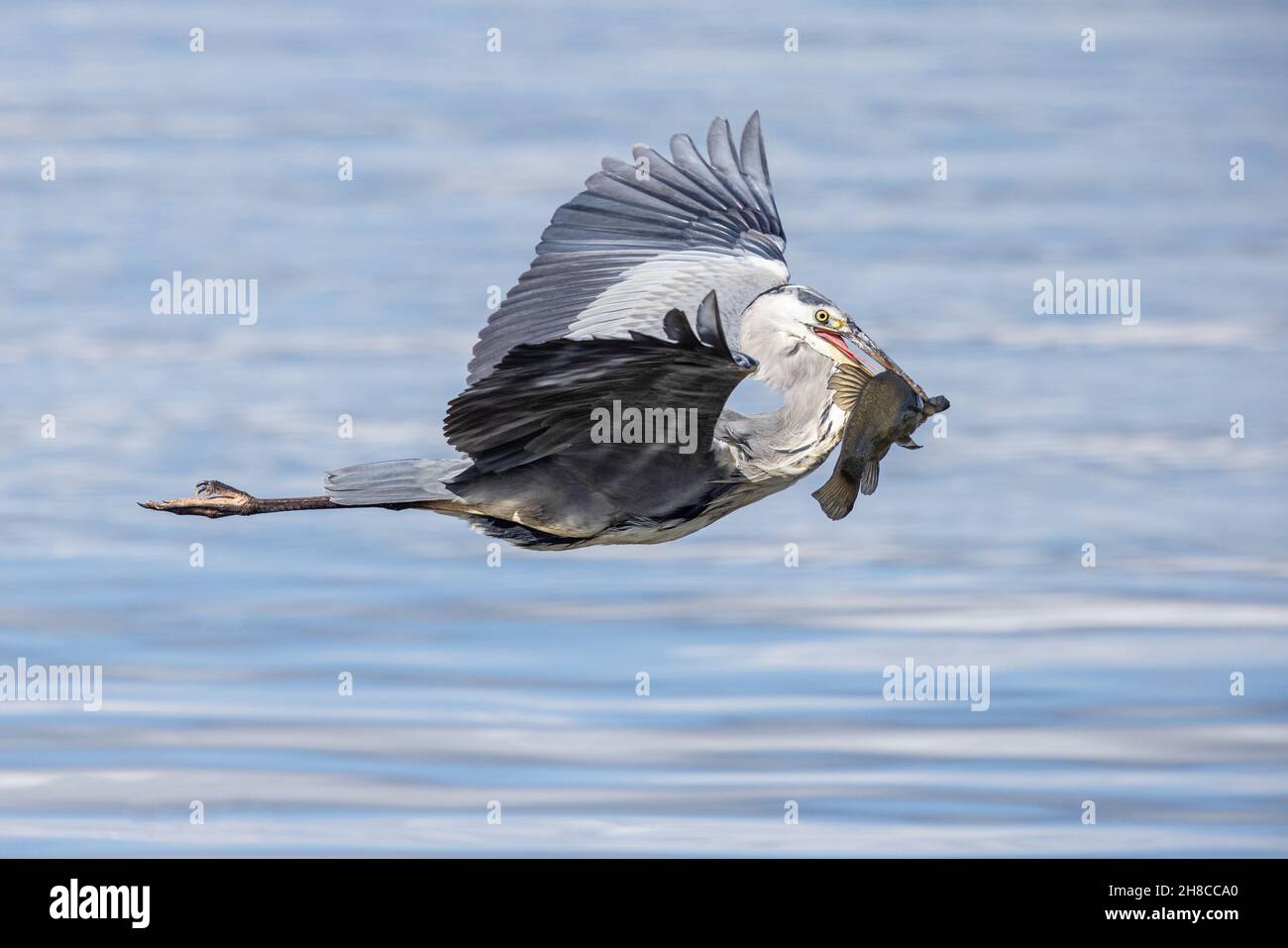 grey heron (Ardea cinerea), flying with a preyed tench in its beak, side view, Germany, Bavaria Stock Photo