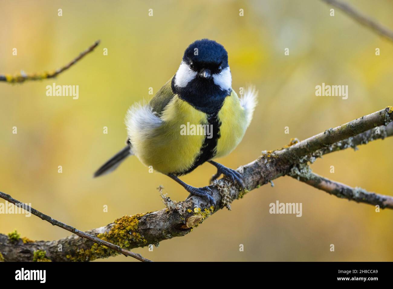 great tit (Parus major), male perching fluffed up against the cold on a lichened branch, frontal view , Germany, Bavaria Stock Photo