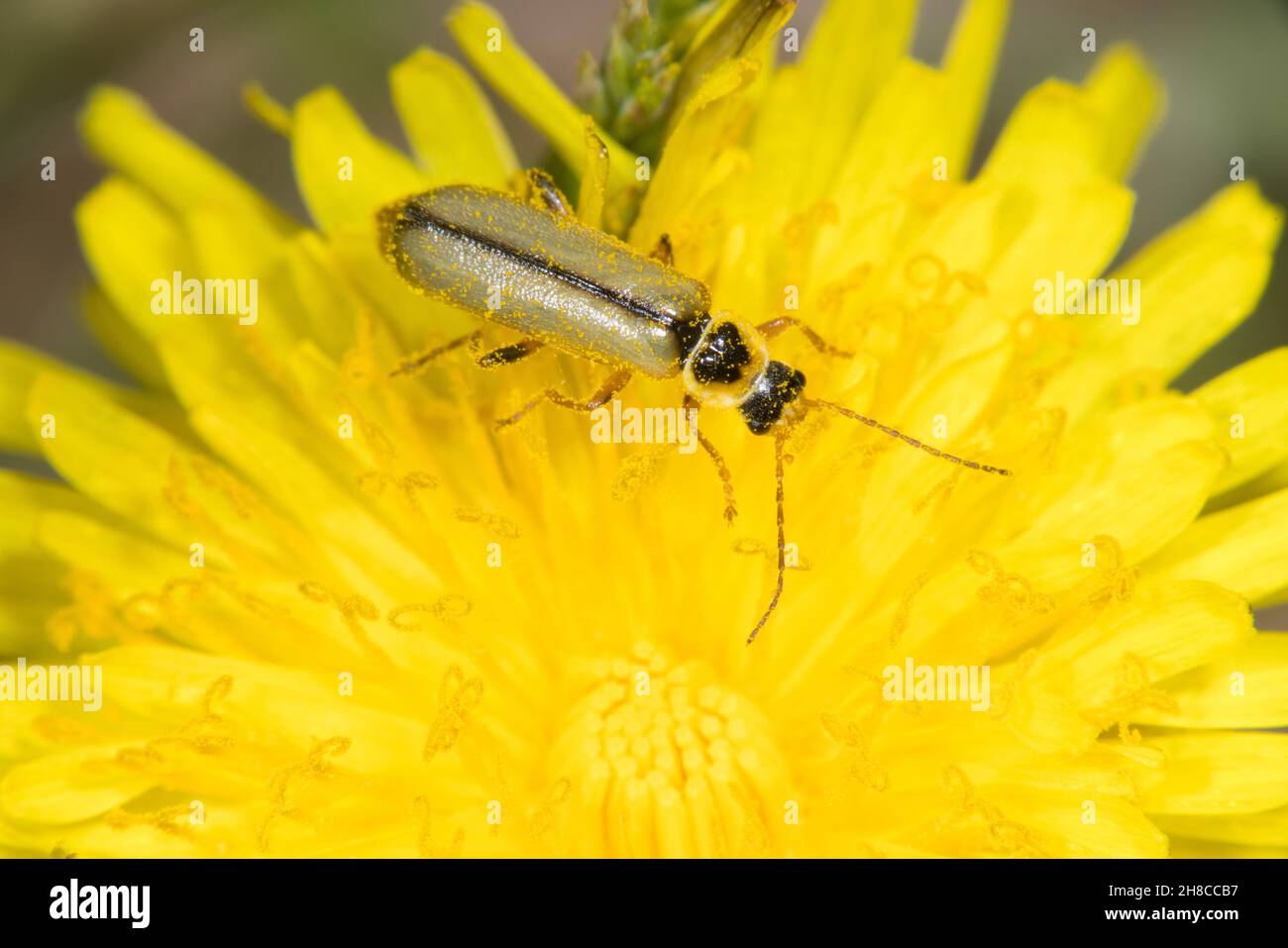 soldier beetle (Metacantharis clypeata), sitting on a yellow composite, Germany Stock Photo