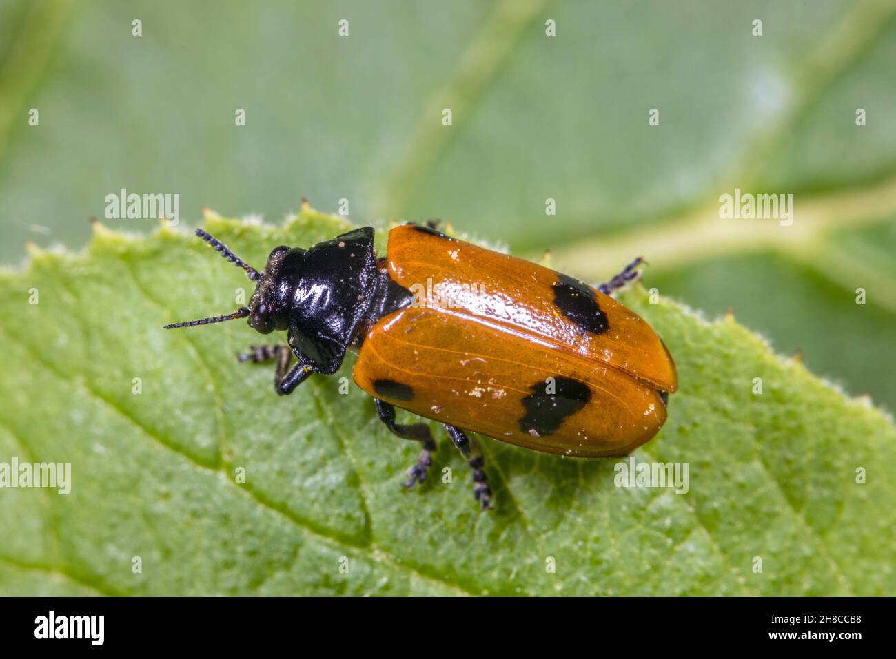 Willow clytra (Clytra quadripunctata), sitting on a leaf, Germany Stock Photo