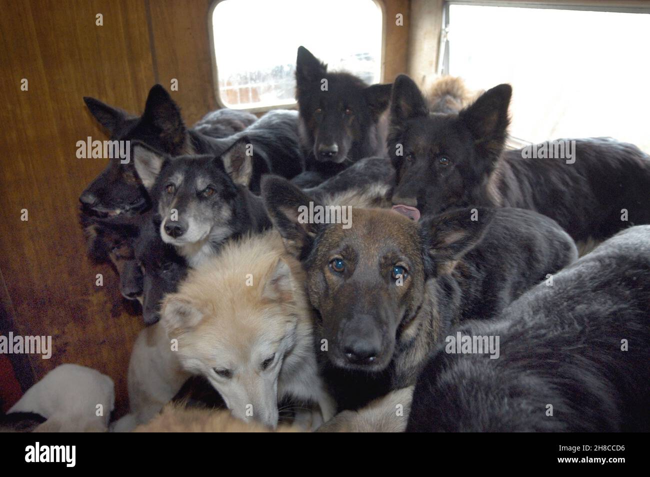 domestic dog (Canis lupus f. familiaris), neglected dogs in a run-down caravan, animal hoarding, Germany Stock Photo