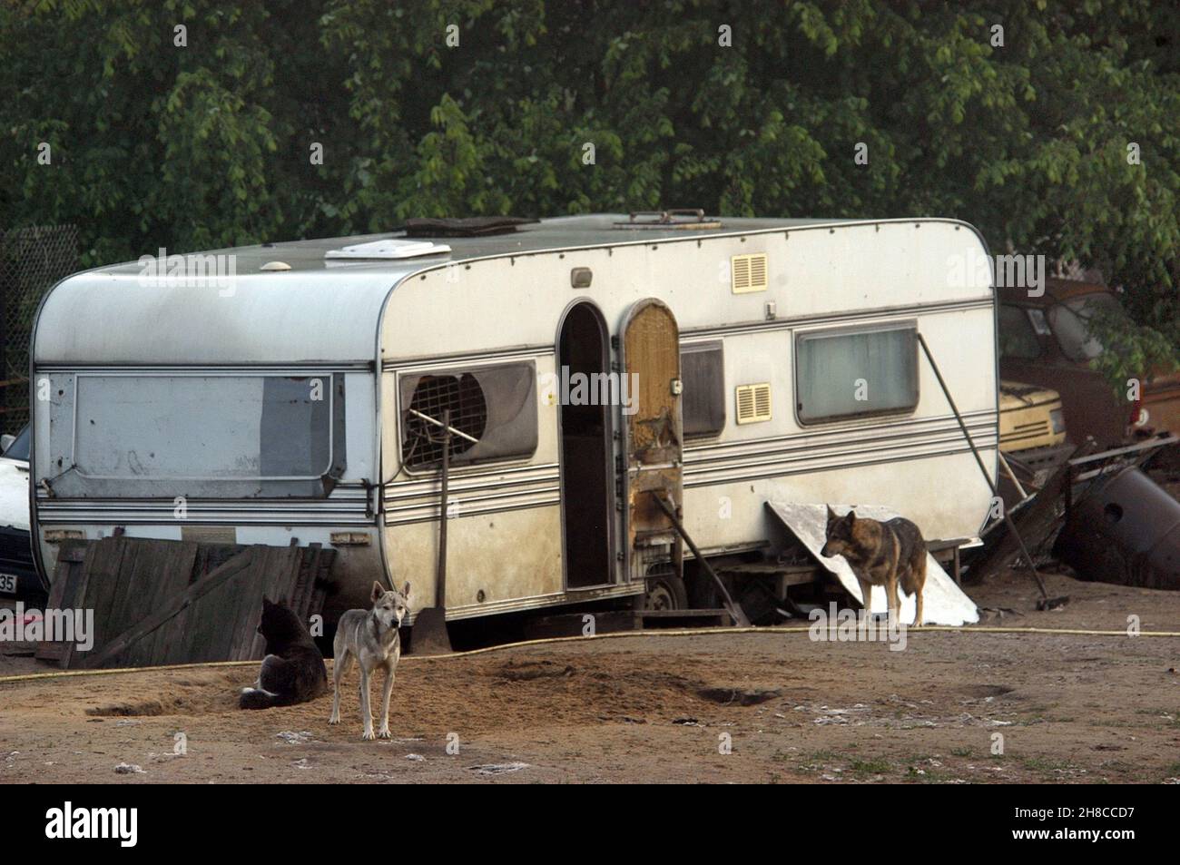 domestic dog (Canis lupus f. familiaris), dogs at a run-down caravan, animal hoarding, Germany Stock Photo