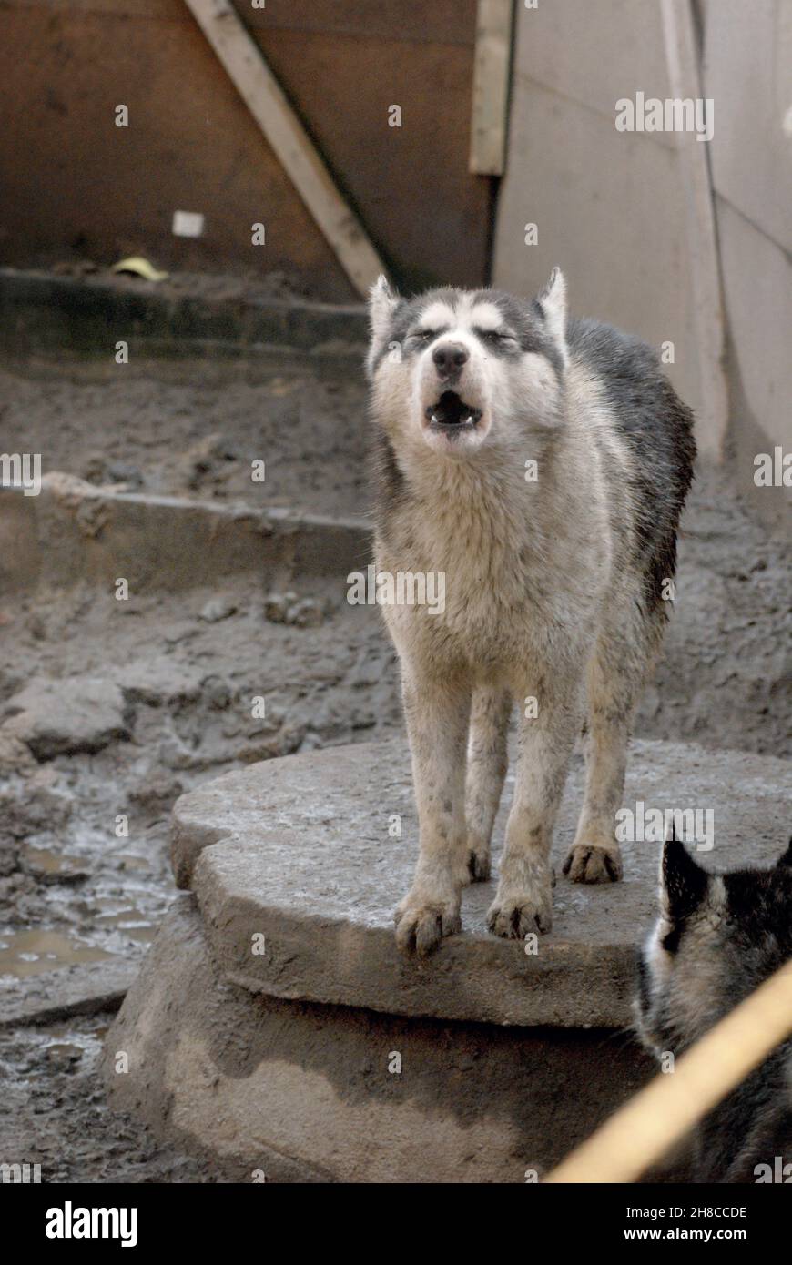 domestic dog (Canis lupus f. familiaris), neglected husky howling in a run-down kennel, animalhoarding, Germany Stock Photo
