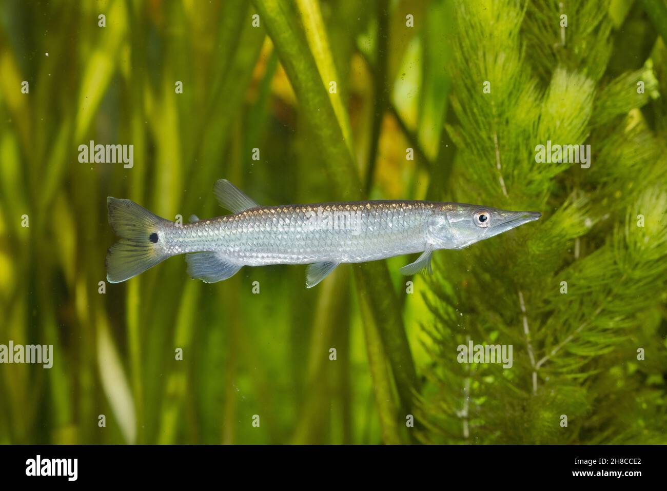 African pike characins, hepsetids (Ctenolucius hujeta), male Stock Photo