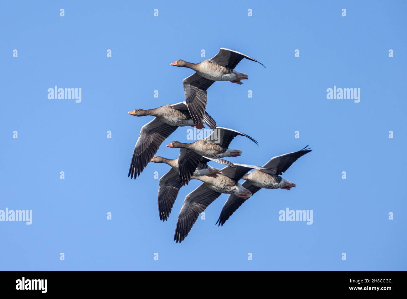 greylag goose (Anser anser), flying troop in the blue sky, view from below, Germany, Bavaria Stock Photo