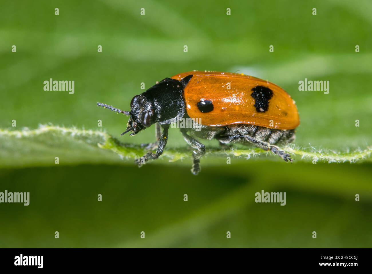 Willow clytra (Clytra quadripunctata), sitting on a leaf, side view, Germany Stock Photo