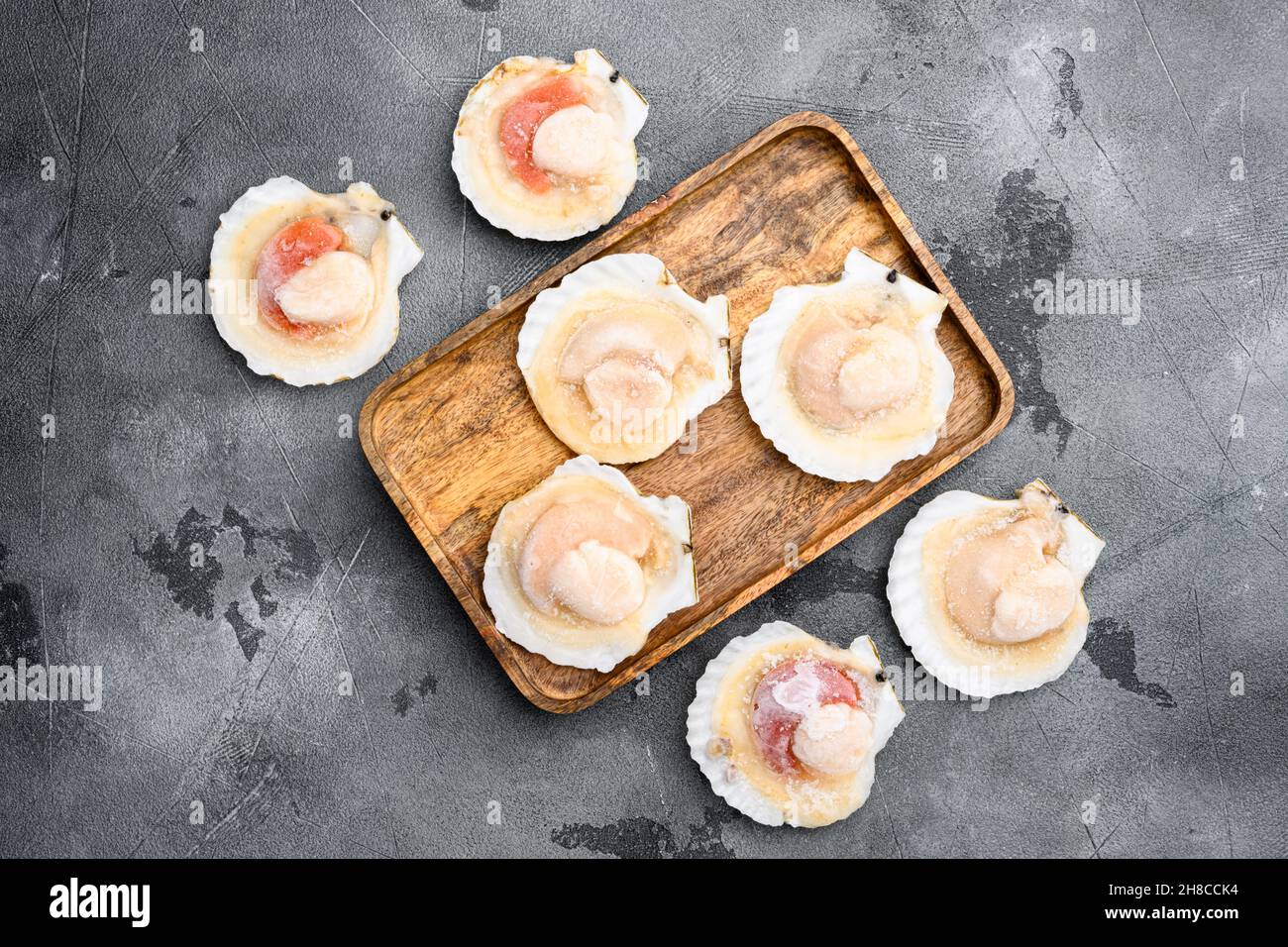 Scallop. Frozen meat scallop shells set, on gray stone table background