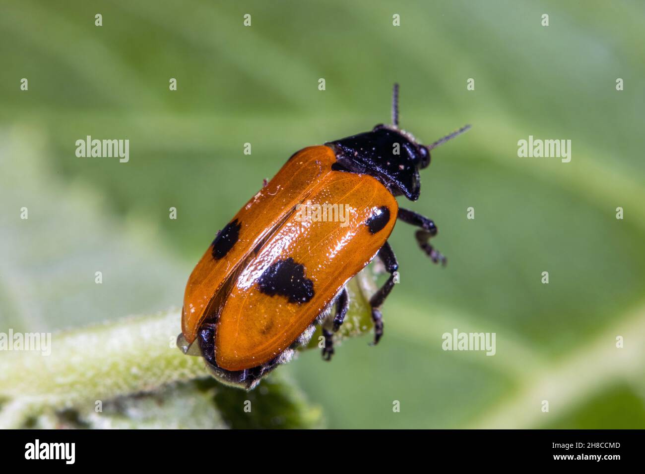 Willow clytra (Clytra quadripunctata), sitting on a leaf, top view, Germany Stock Photo