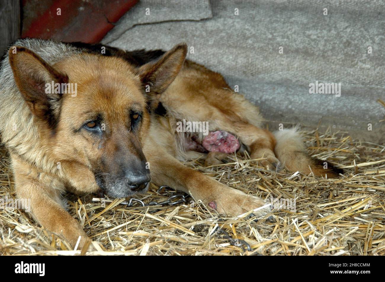 domestic dog (Canis lupus f. familiaris), injured shepherd dog lying on a chain in the straw, Animalhoarding, Germany Stock Photo