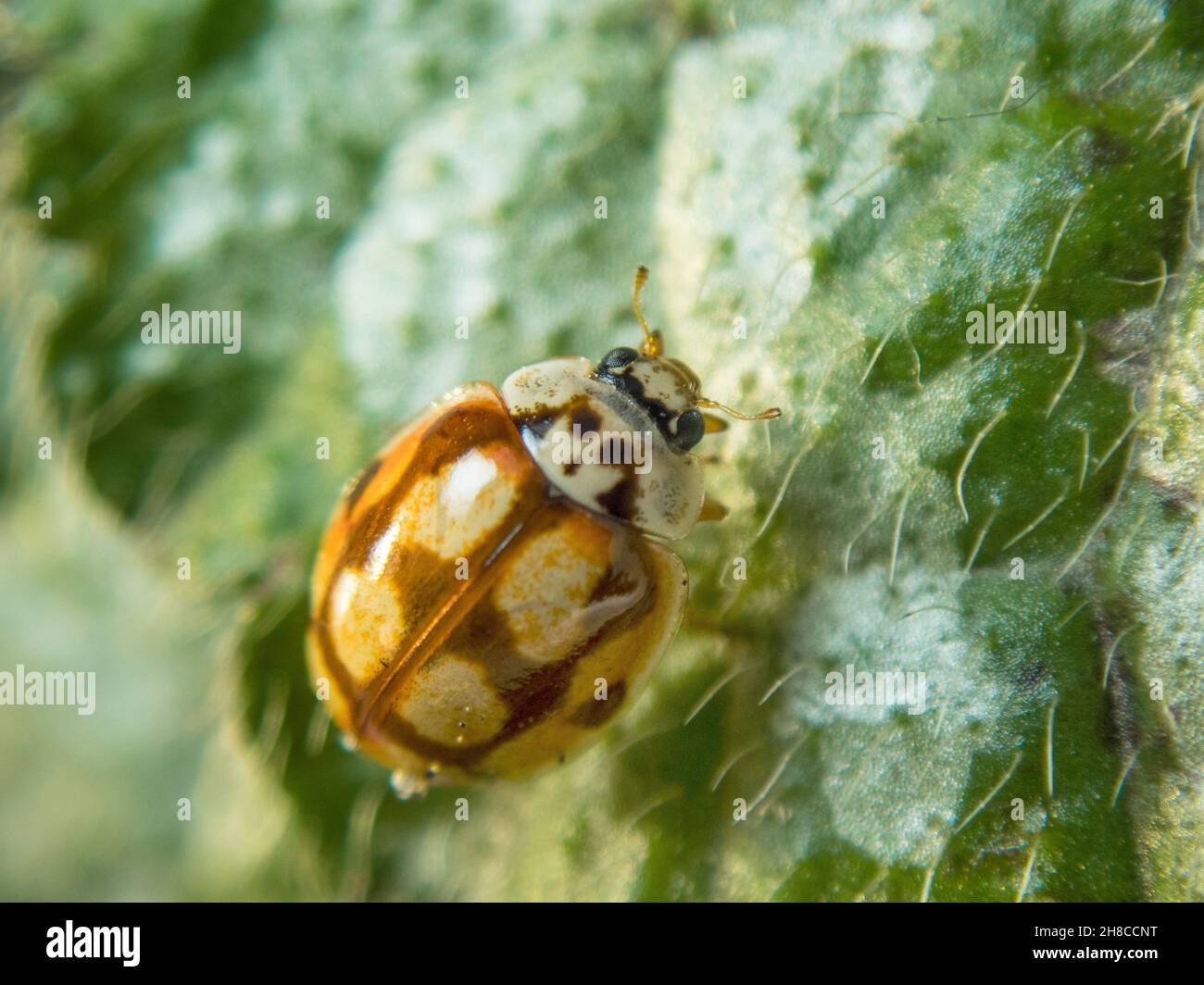 ten-spot ladybird (Adalia decempunctata), color morph on a leaf, Germany Stock Photo