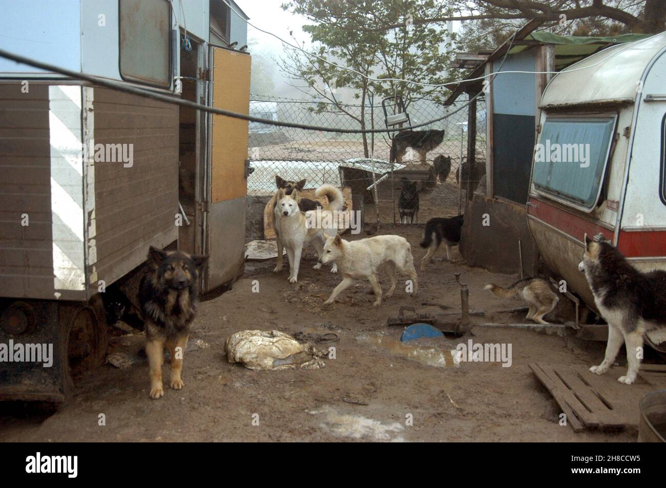 domestic dog (Canis lupus f. familiaris), dogs between run-down caravans, animal hoarding, Germany Stock Photo