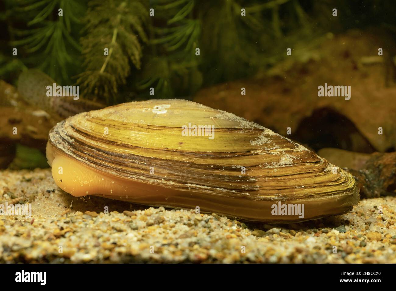 Common pond mussel, duck mussel (Anodonta anatina), with visible foot Stock Photo