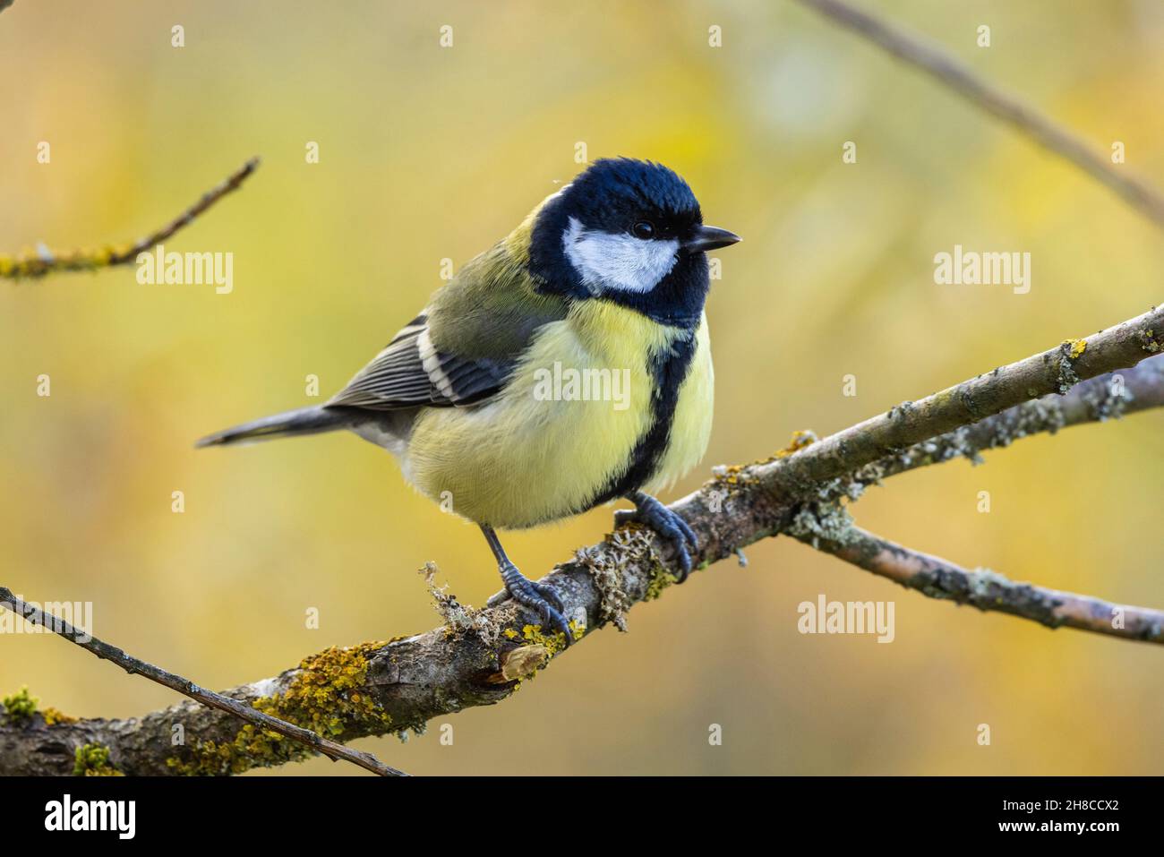 great tit (Parus major), male perching fluffed up against the cold on a lichened branch, Germany, Bavaria Stock Photo
