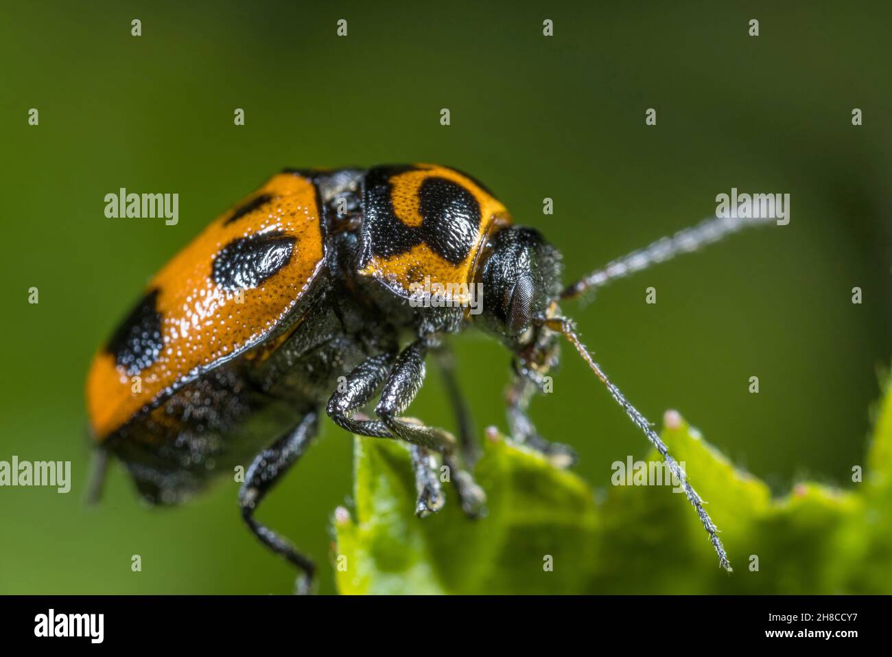 leaf beetle (Cryptocephalus quinquepunctatus), side view, Germany Stock Photo