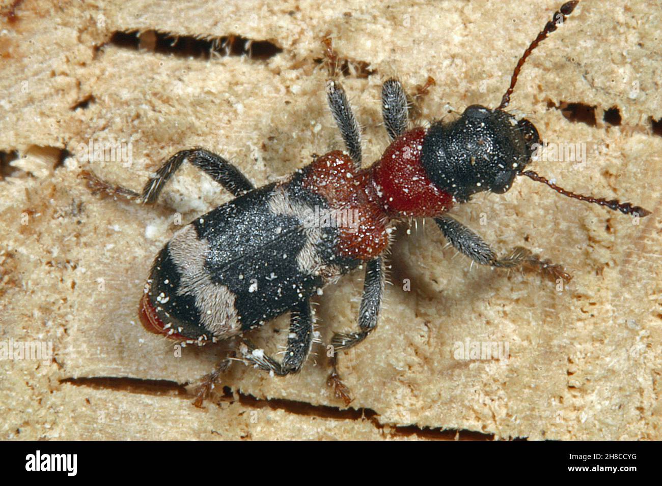Ant beetle, European Red-bellied Clerid (Thanasimus formicarius), sitting on wood, Germany Stock Photo