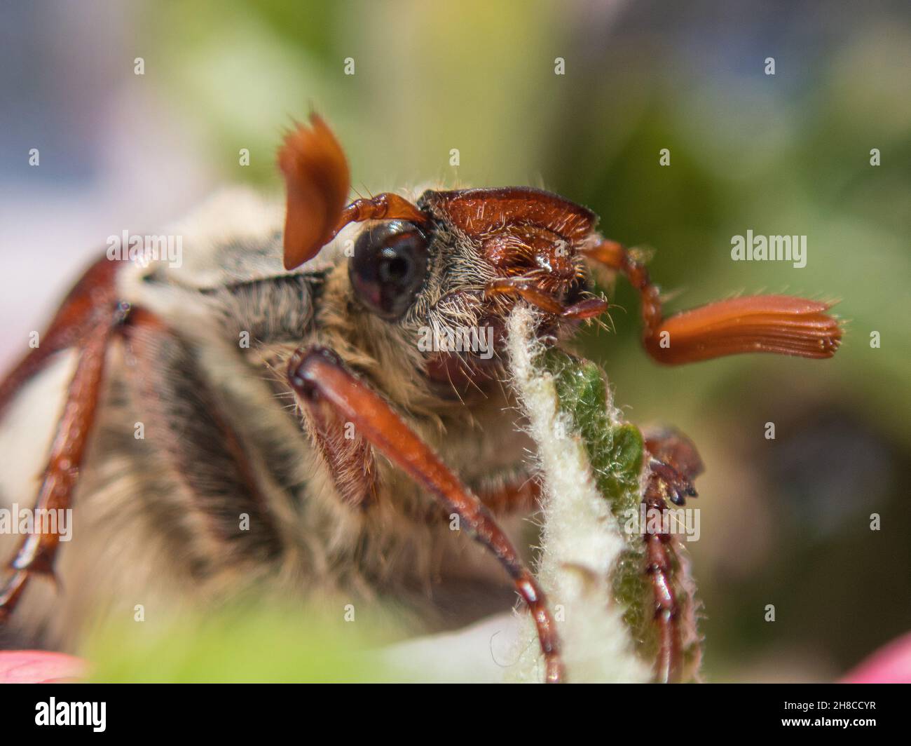 Common cockchafer, Maybug, Maybeetle (Melolontha melolontha), portrait ...