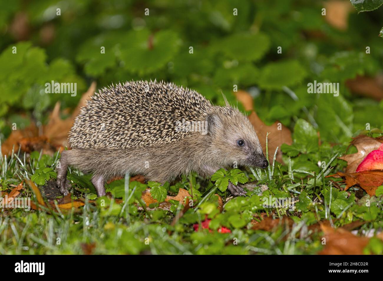 Western hedgehog, European hedgehog (Erinaceus europaeus), walking through a wet with dew meadow with fallen leaves in late autumn, Germany, Bavaria Stock Photo