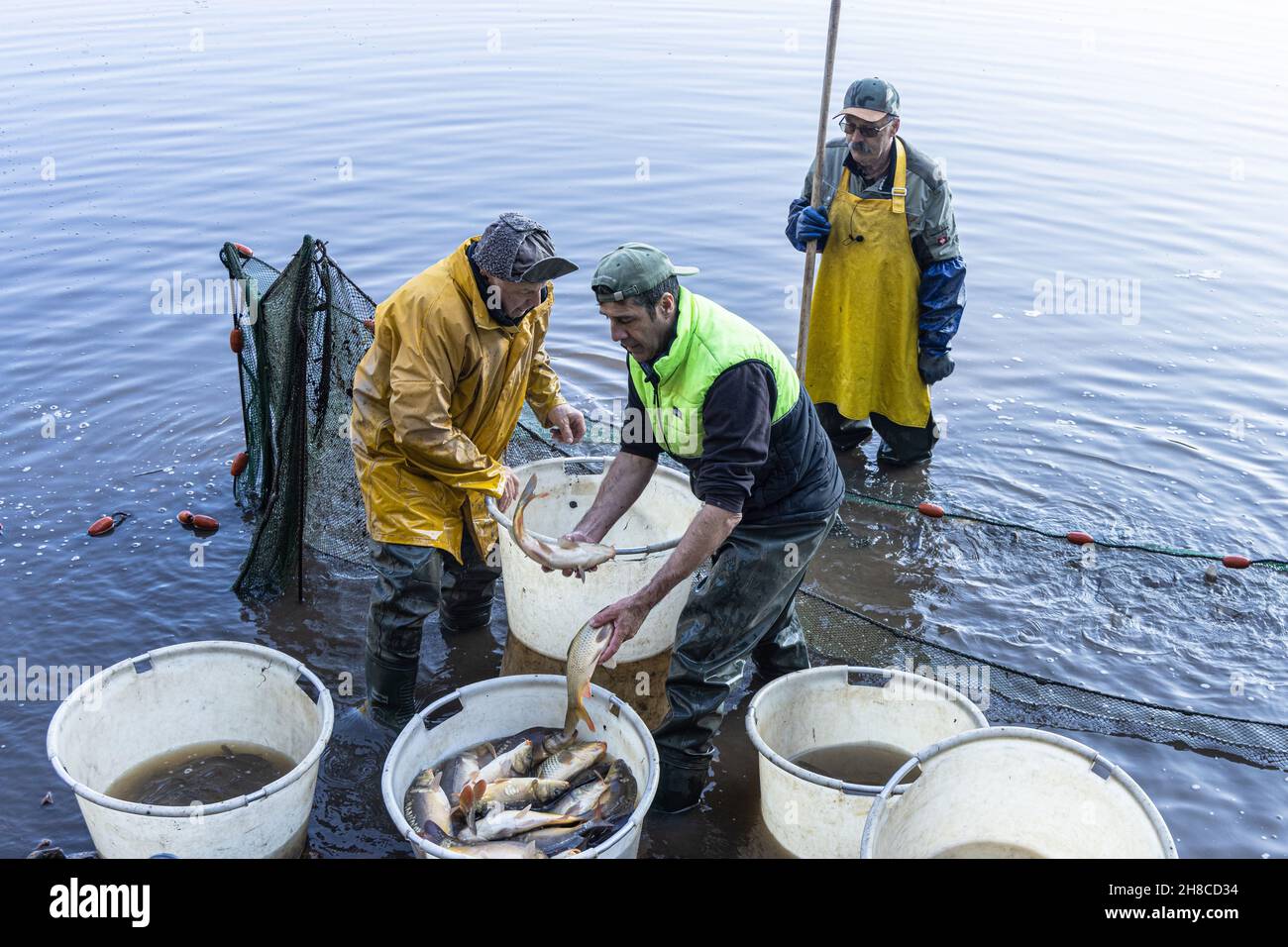 fish breeding pond, fishing in let out pond with seines, carps were sorted, Germany, Bavaria, Tirschenreuther Teichpfanne, Tirschenreuth Stock Photo