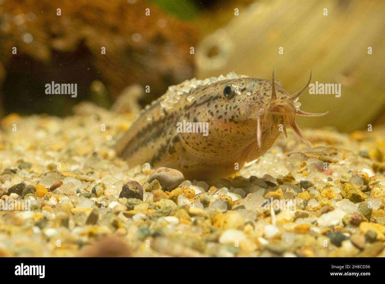 Weatherfish (Misgurnus fossilis), protruding its head out of the sand Stock Photo