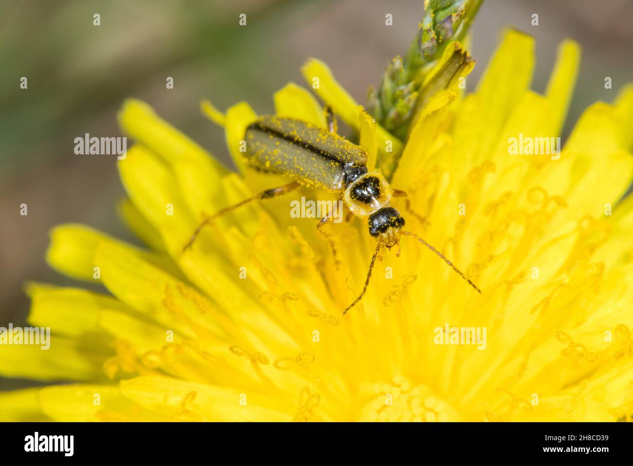 soldier beetle (Metacantharis clypeata), sitting on a yellow composite, Germany Stock Photo