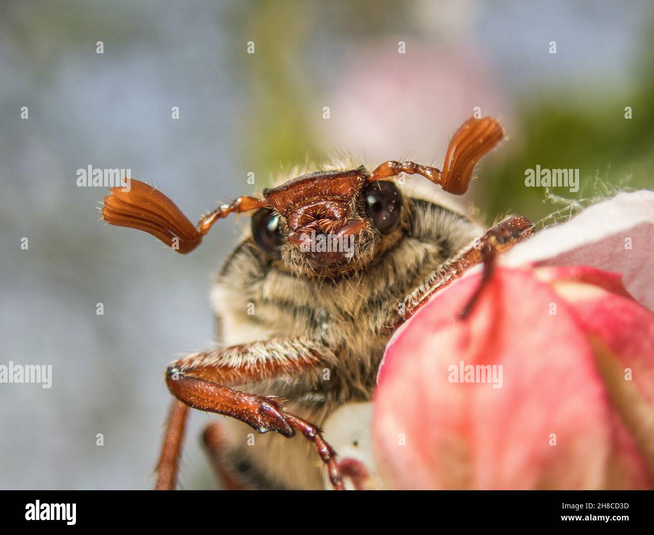 Common cockchafer, Maybug, Maybeetle (Melolontha melolontha), portrait ...