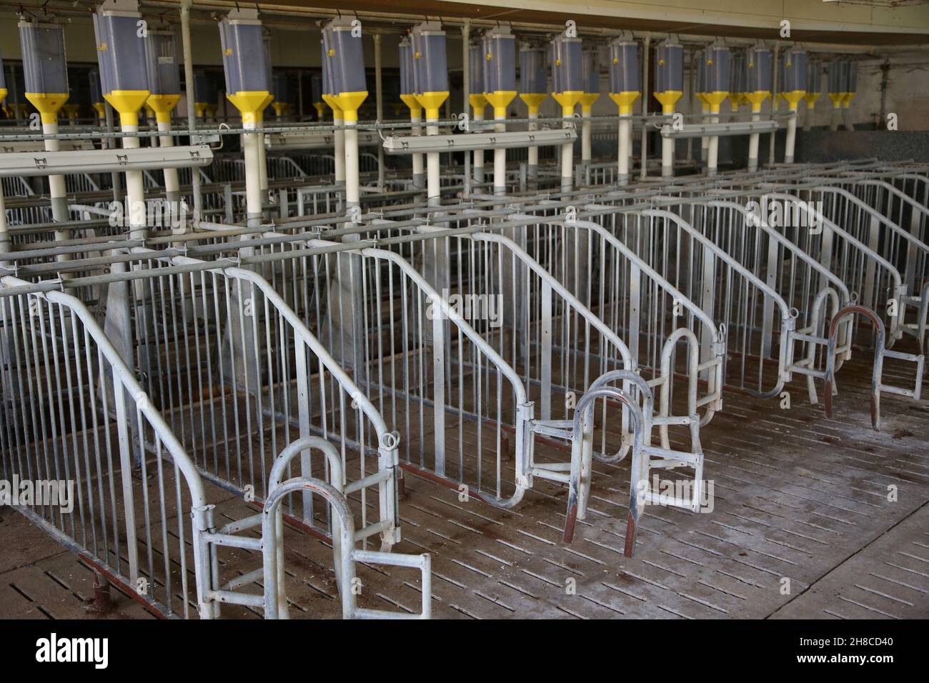 gestation crate of a sow stall Stock Photo Alamy