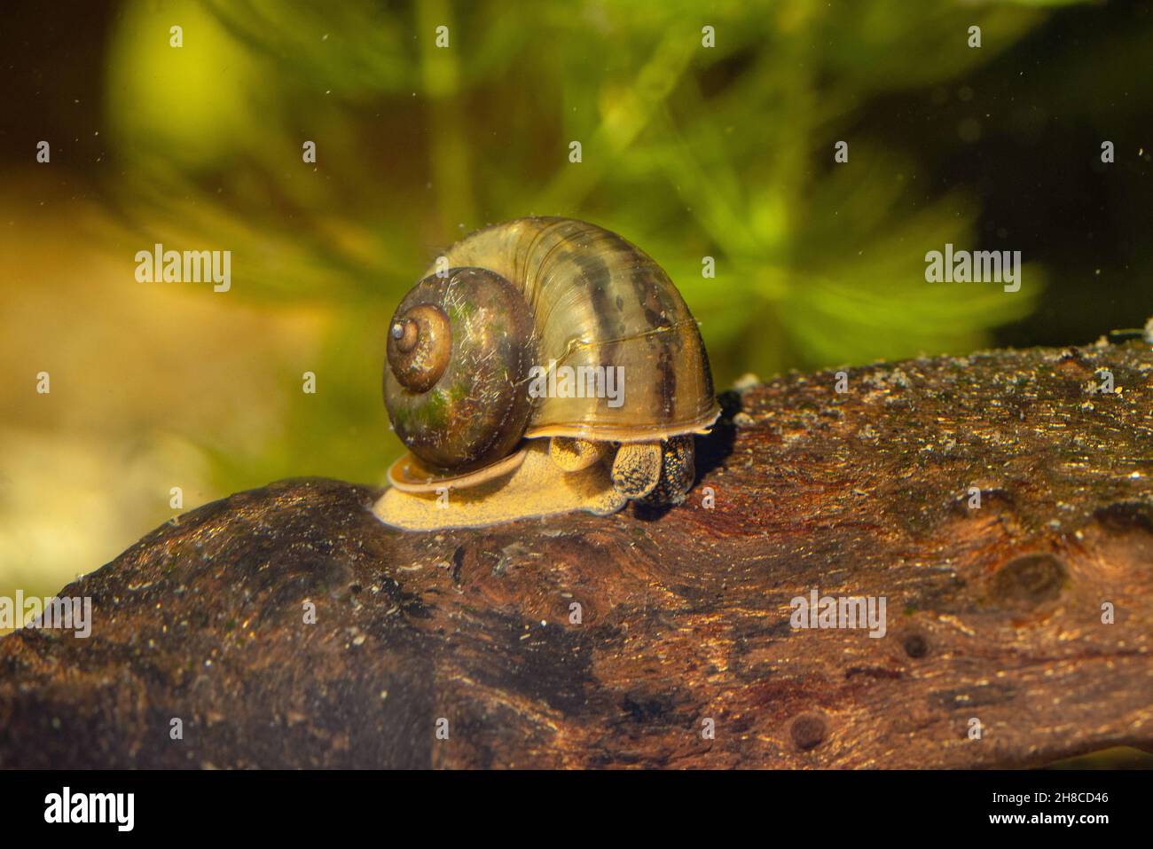 river snail (Viviparus spec.), juvenile, feeding aufwuchs from deadwood, Germany Stock Photo
