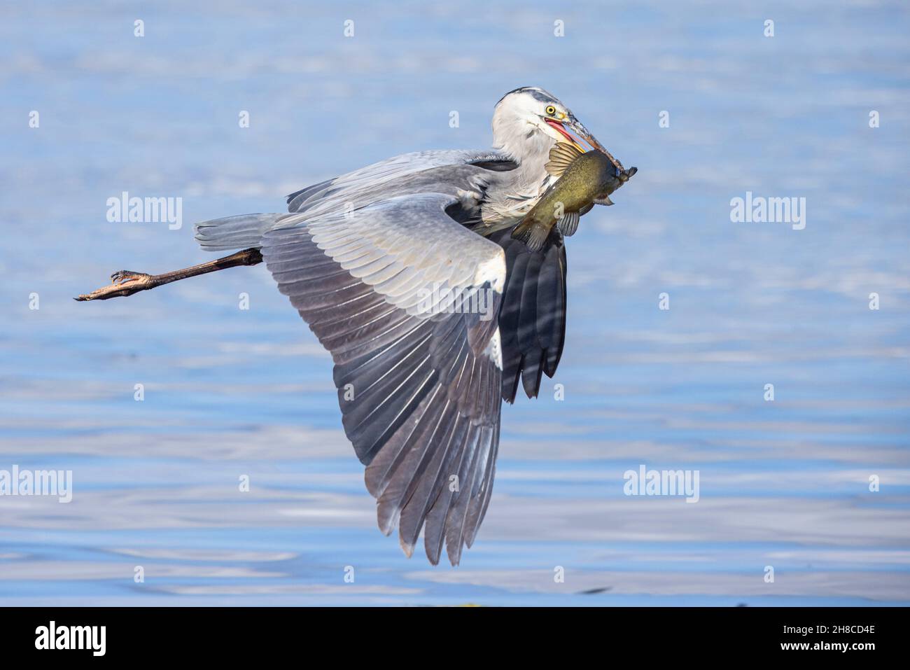 grey heron (Ardea cinerea), flying with a preyed tench in its beak, side view, Germany, Bavaria Stock Photo