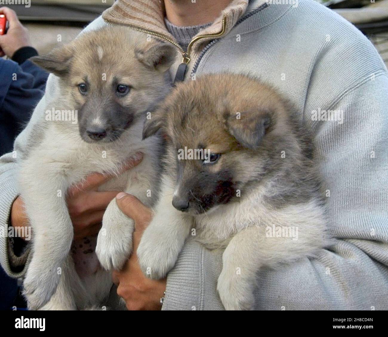 Alaskan Husky (Canis lupus f. familiaris), young huskies are freed, animalhoarding, Germany Stock Photo
