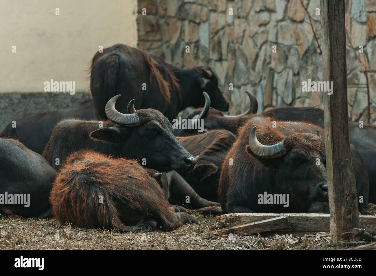 Domestic water buffalo on farm, herd of animals resting Stock Photo