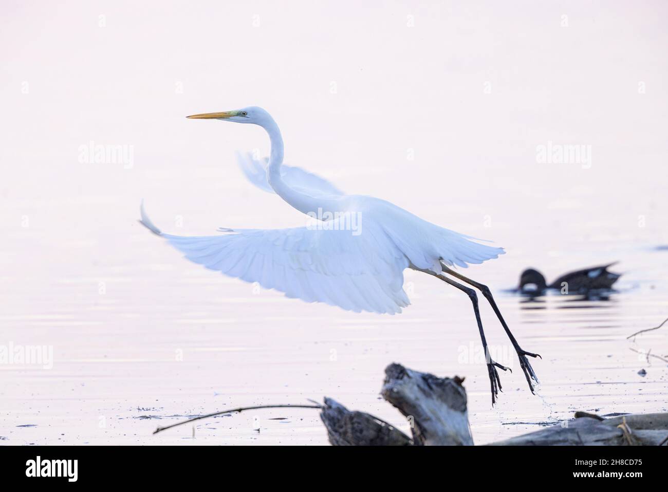 great egret, Great White Egret (Egretta alba, Casmerodius albus, Ardea alba), starting with outstretched wings in the backlight, high-key shot , Stock Photo