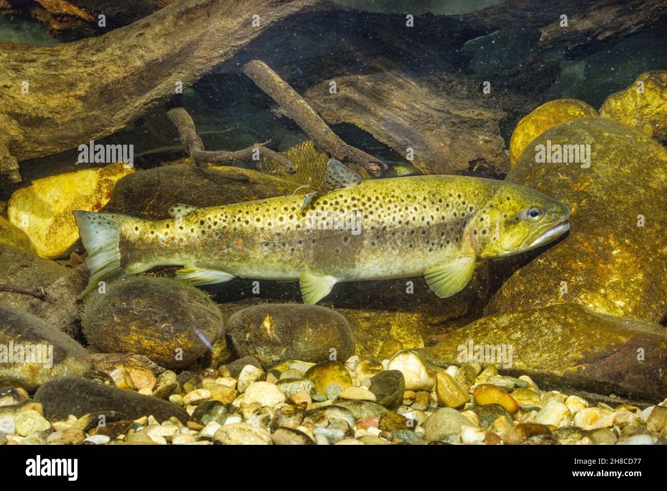 brown trout, river trout, brook trout (Salmo trutta fario), protective colouration in front of deadwood, Germany Stock Photo
