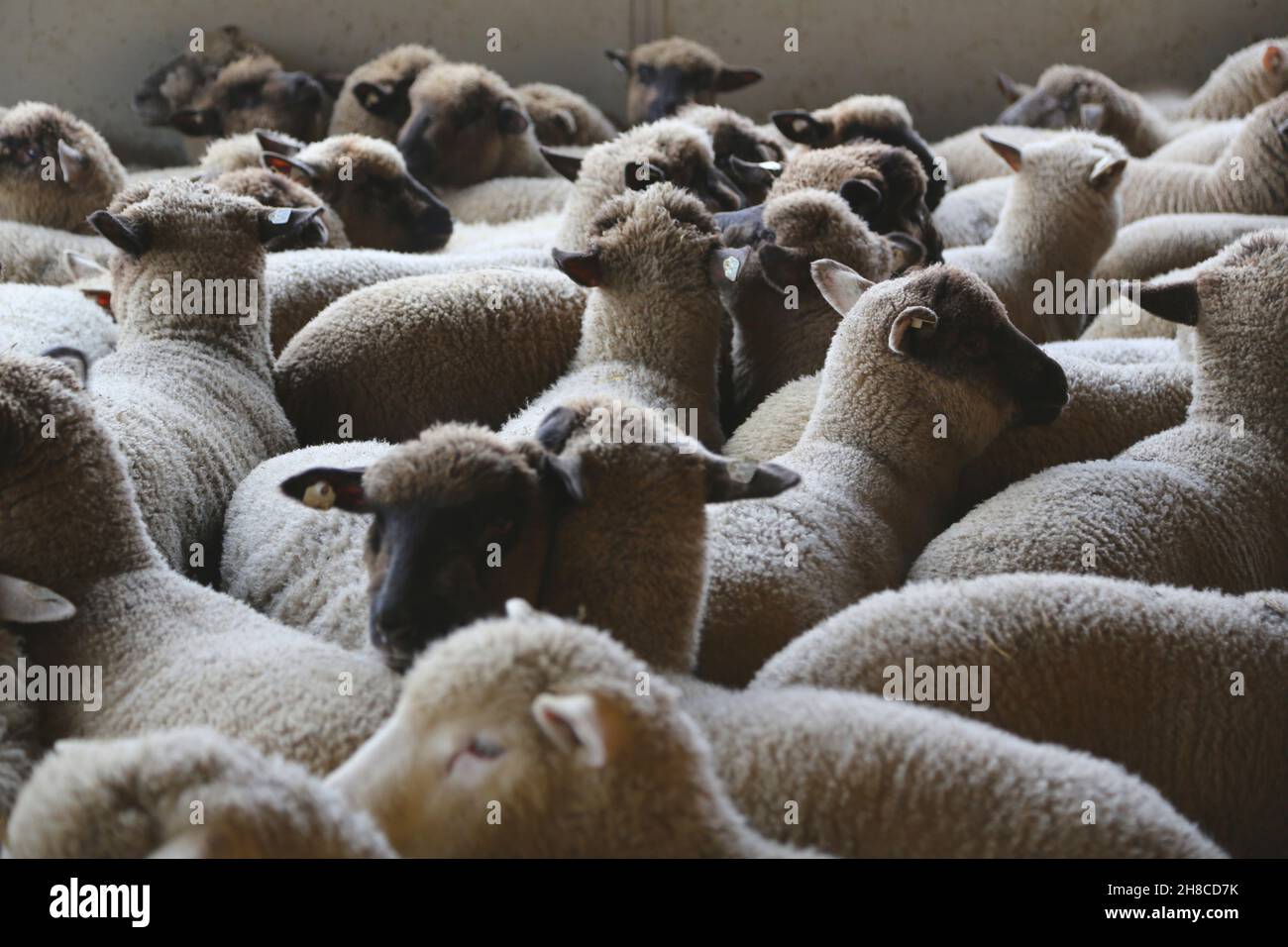 domestic sheep (Ovis ammon f. aries), lambs crowded together in the slaughterhouse Stock Photo