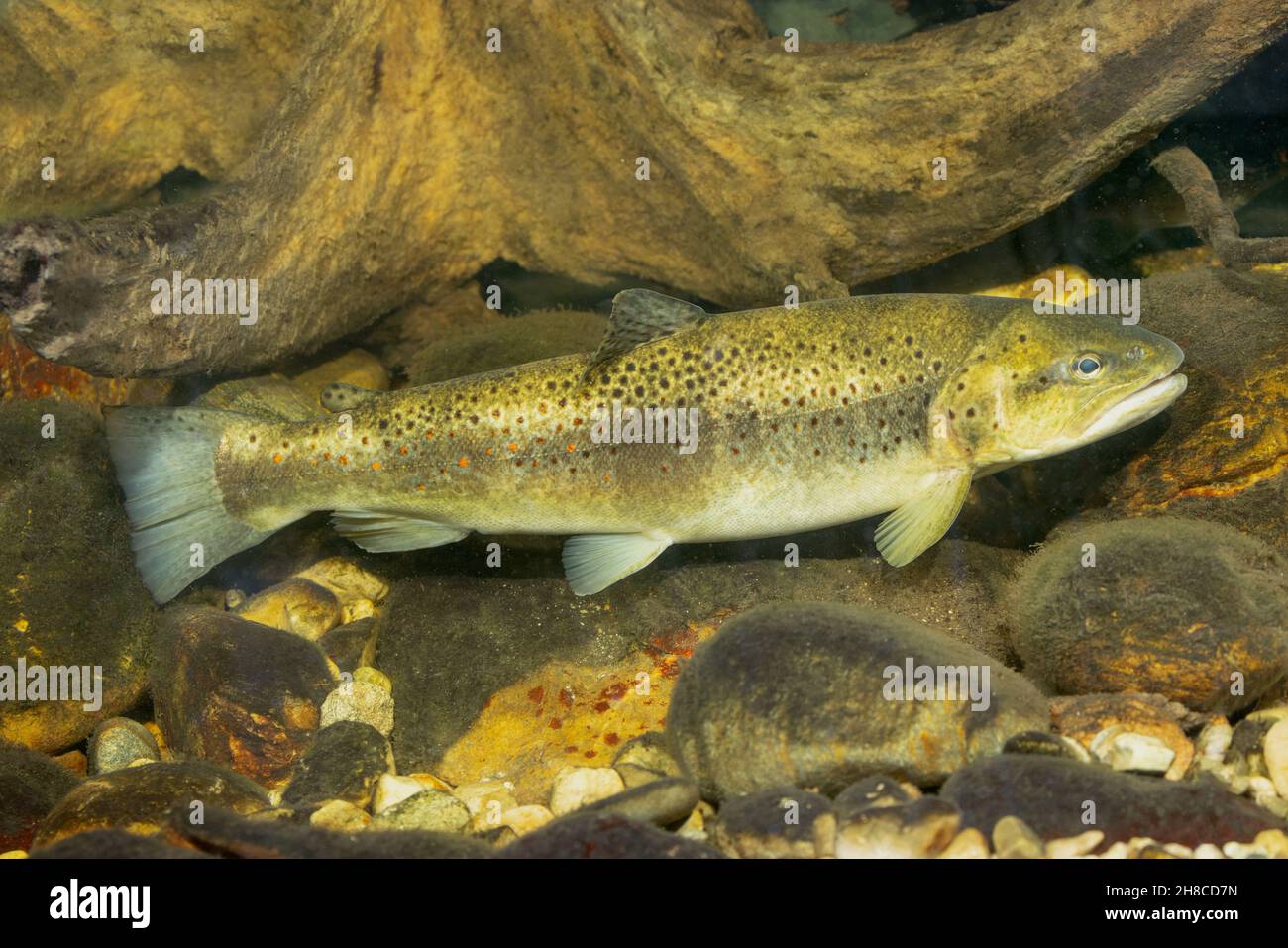brown trout, river trout, brook trout (Salmo trutta fario), protective colouration in front of deadwood, Germany Stock Photo