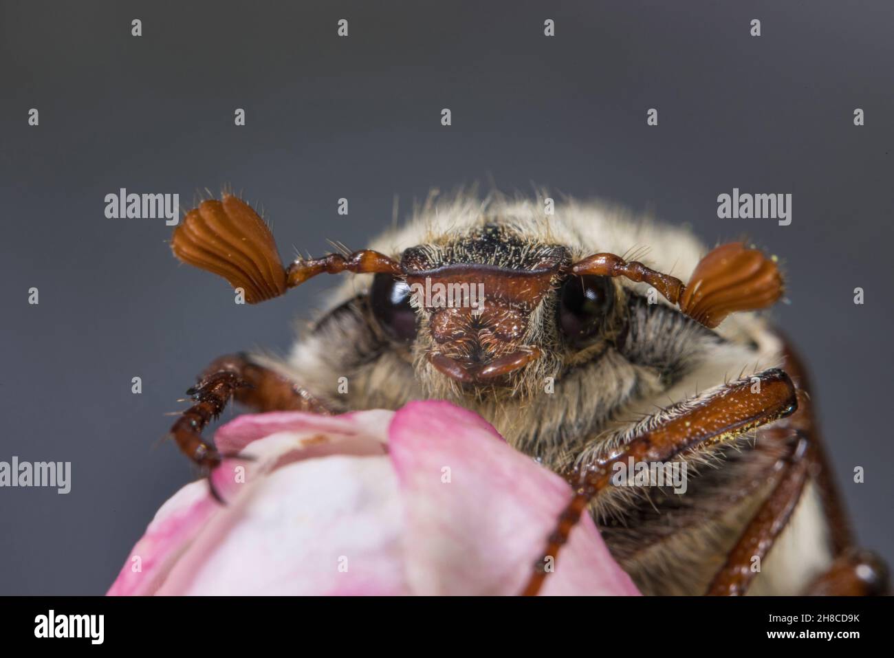 Common cockchafer, Maybug, Maybeetle (Melolontha melolontha), sitting on apple flower, portrait, Germany Stock Photo