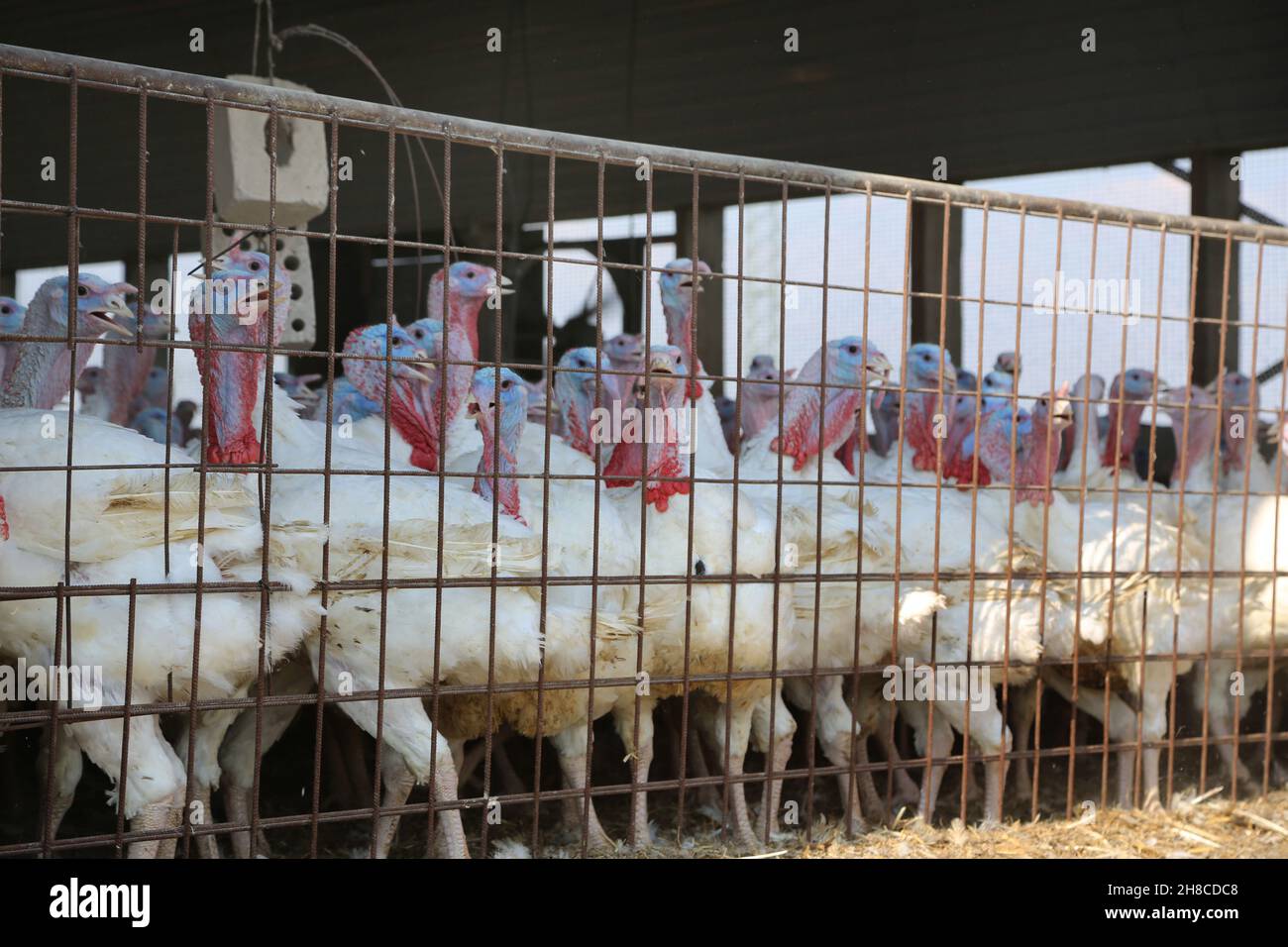 common turkey (Meleagris gallopavo), turkey fattening for meat production, intensive animal husbandry Stock Photo