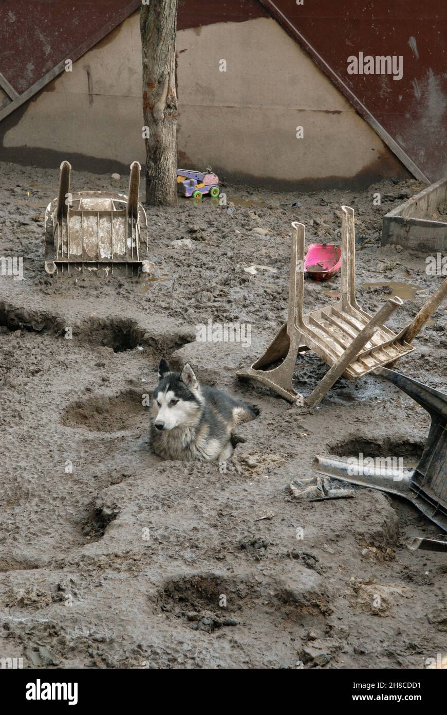 Dirty dog kennels hires stock photography and images Alamy