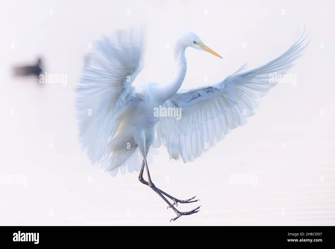 great egret, Great White Egret (Egretta alba, Casmerodius albus, Ardea alba), landing with outstretched wings in the backlight, high-key shot , Stock Photo