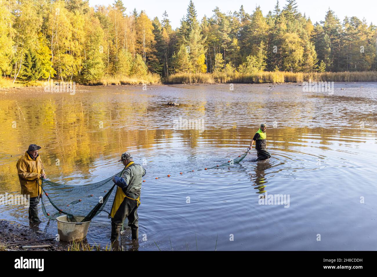 fish breeding pond, fishing in let out pond with seines, Germany, Bavaria, Tirschenreuther Teichpfanne, Tirschenreuth Stock Photo
