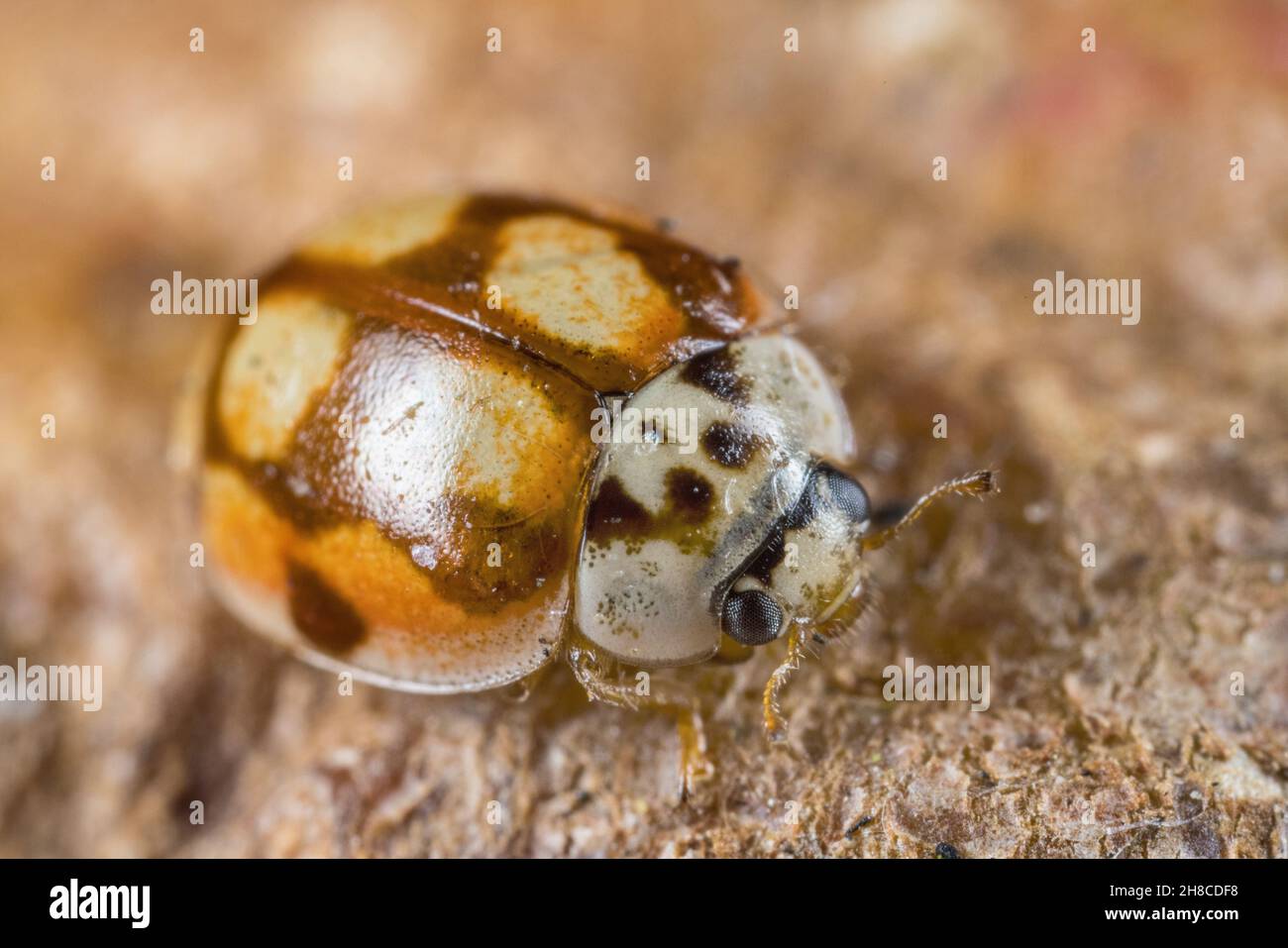 ten-spot ladybird (Adalia decempunctata), color morph, Germany Stock Photo