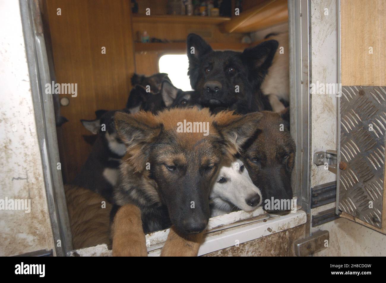 domestic dog (Canis lupus f. familiaris), neglected dogs in a run-down caravan, animal hoarding, Germany Stock Photo
