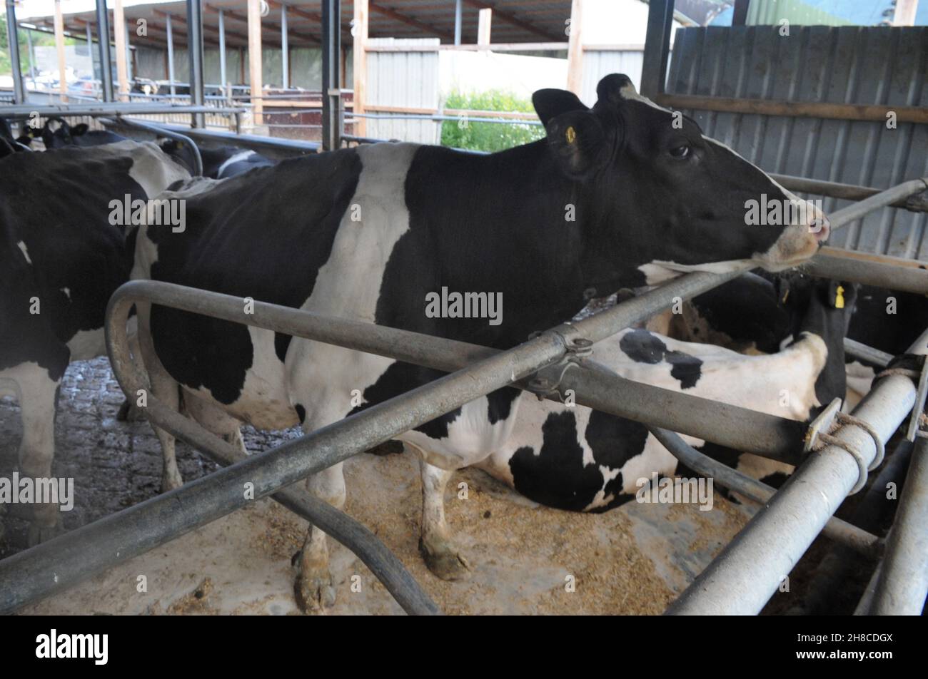 domestic cattle (Bos primigenius f. taurus), cow husbandry, dairy cows in a cowshed , Germany Stock Photo