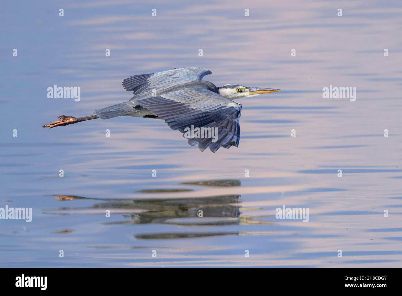 grey heron (Ardea cinerea), gliding near the water surface over a lake, side view , Germany, Bavaria Stock Photo