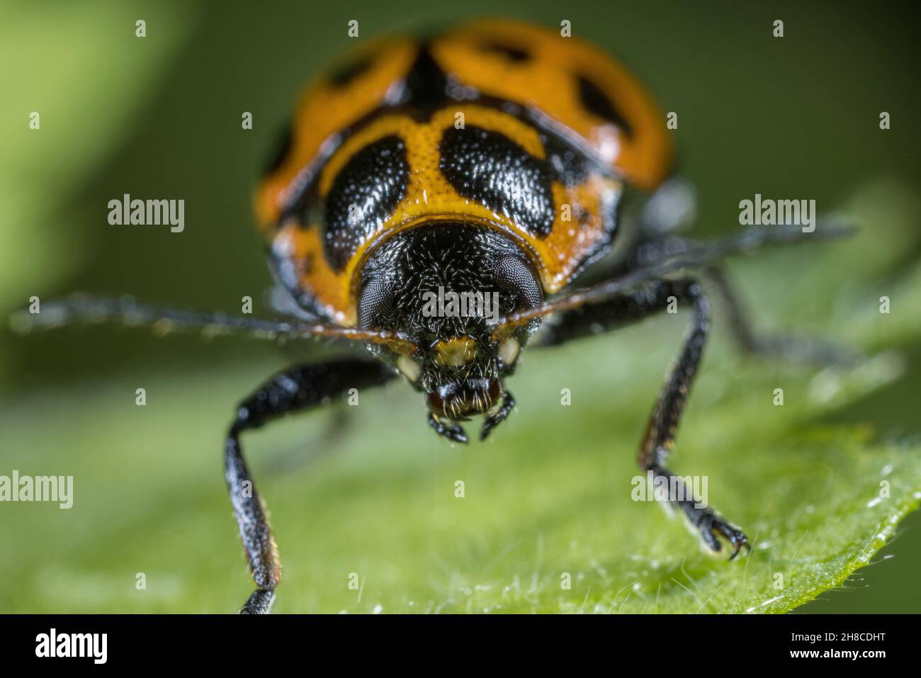 Leaf beetle (Cryptocephalus quinquepunctatus), front view, Germany Stock Photo